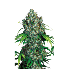 Double Dutch Serious Seeds