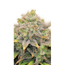 CBD-Warlock Serious Seeds