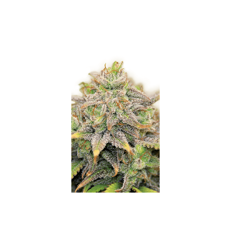 CBD-Warlock Serious Seeds