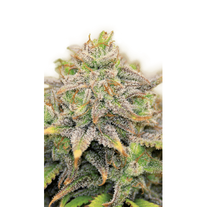 CBD-Warlock Serious Seeds