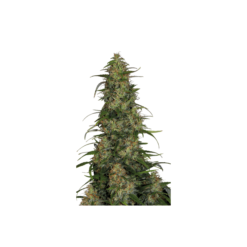 CBD-Chronic Serious Seeds