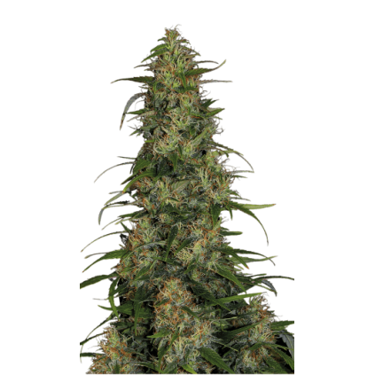 CBD-Chronic Serious Seeds