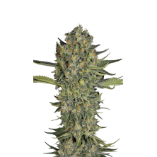 Serious Kush Serious Seeds