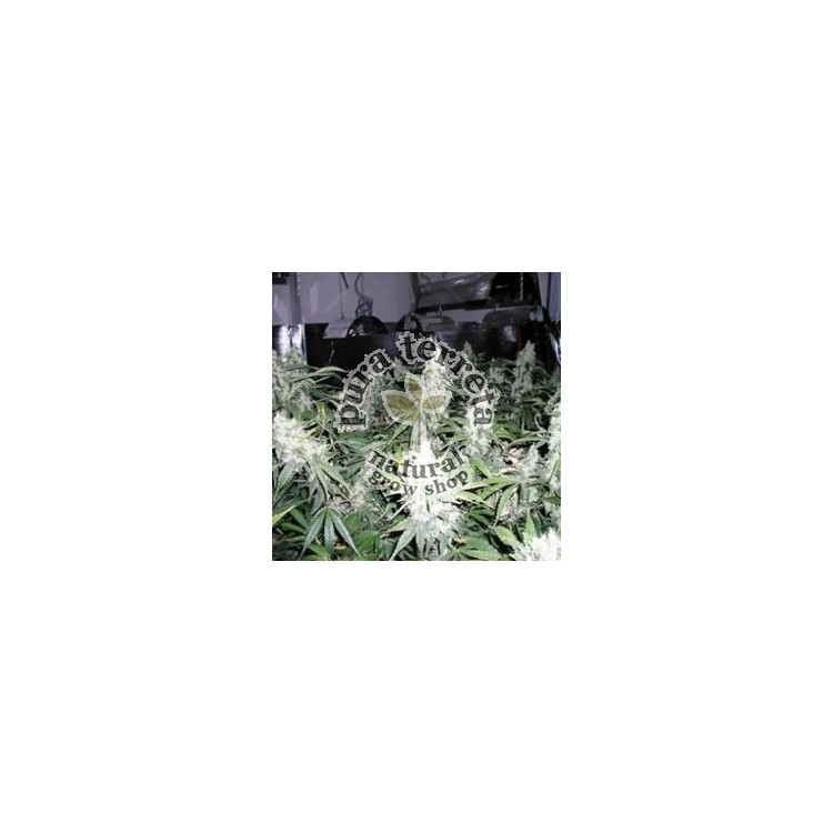 White Widow reg Nirvana 