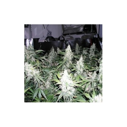 White Widow reg Nirvana 