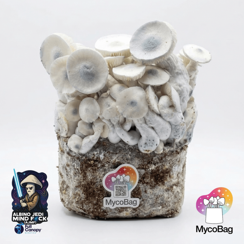 Albino Jedi Mind Fuck Mycobag