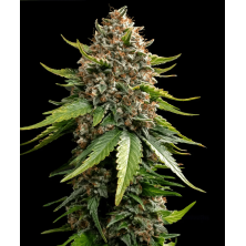 White Widow XXL Auto Barney´s Farm