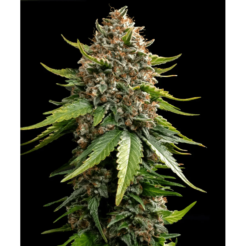 White Widow XXL Auto Barney´s Farm