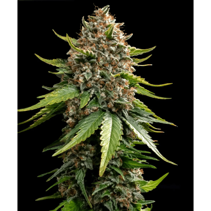 White Widow XXL Auto Barney´s Farm