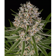 Lemon Haze Auto Barney´s Farm