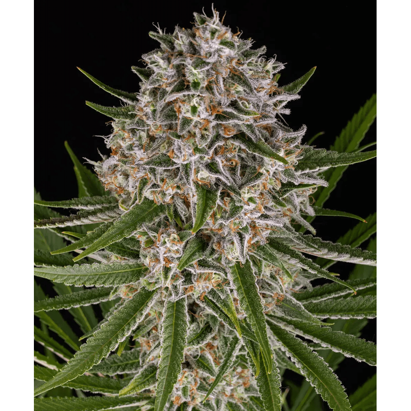 Lemon Haze Auto Barney´s Farm