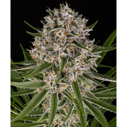 Lemon Haze Auto Barney´s Farm
