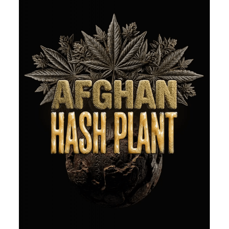 Afghan Hash Plant Auto Barney´s Farm