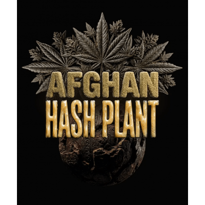 Afghan Hash Plant Auto Barney´s Farm
