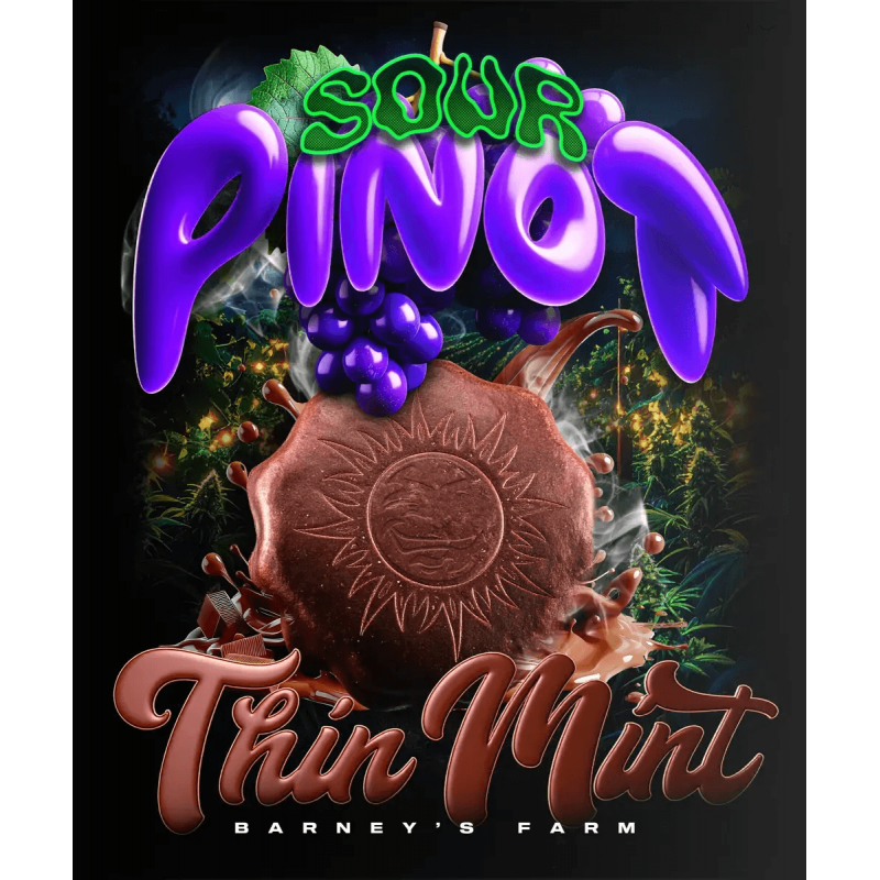 Thin Mint x Sour Pinot Auto Barney´s Farm