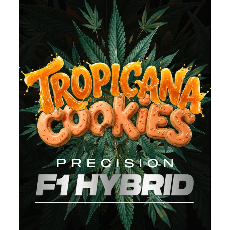 Tropicana Cookies Auto Barney´s Farm