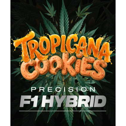 Tropicana Cookies Auto Barney´s Farm