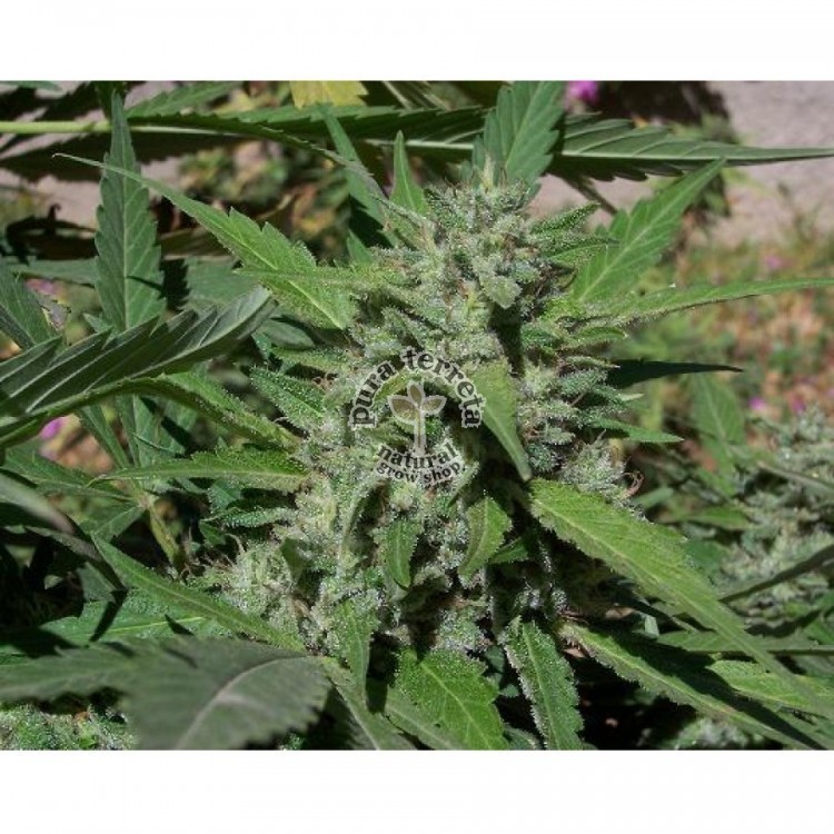 Big Lights Biohazard Seeds