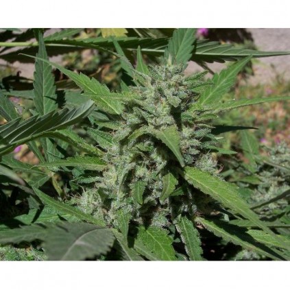 Big Lights Biohazard Seeds