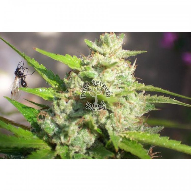Jawar Biohazard Seeds
