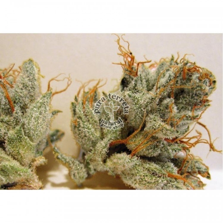 Napalm Biohazard Seeds