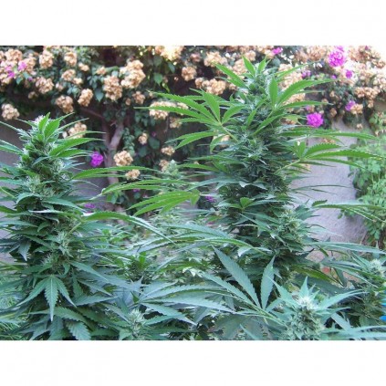 Coleccionista 1 Biohazard Seeds