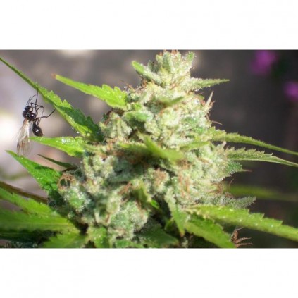 Coleccionista 1 Biohazard Seeds