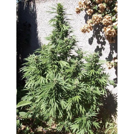 Coleccionista 1 Biohazard Seeds