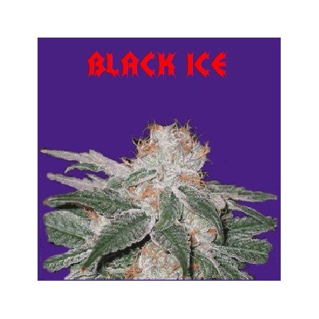 Black Ice  The Moon Seeds 