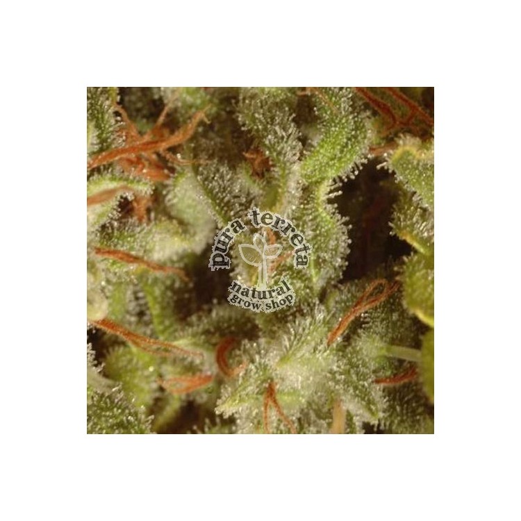 Collection pack Sativa champions