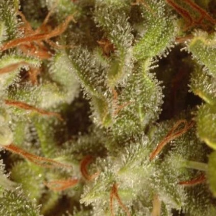 Collection pack Sativa champions