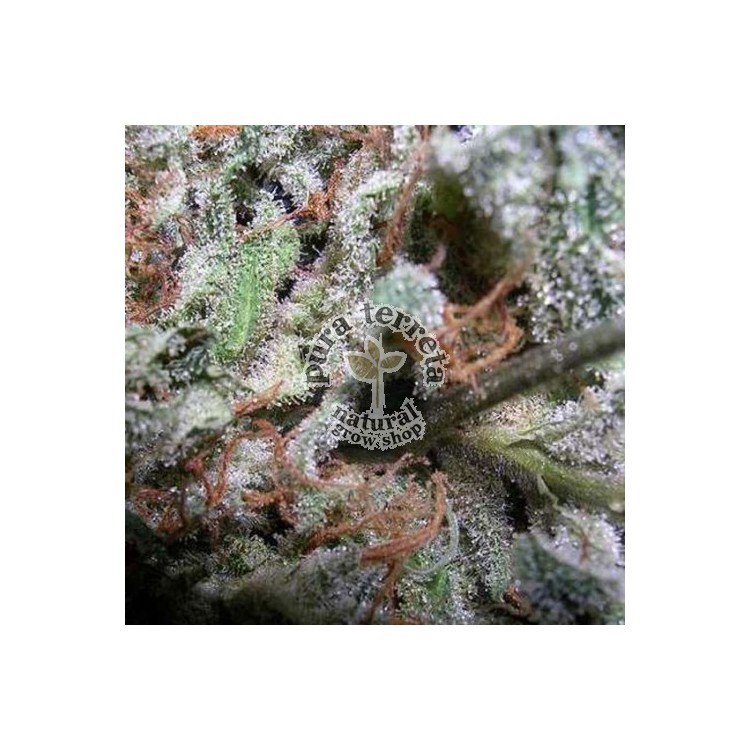 Collection pack Indica champions Paradise Seeds
