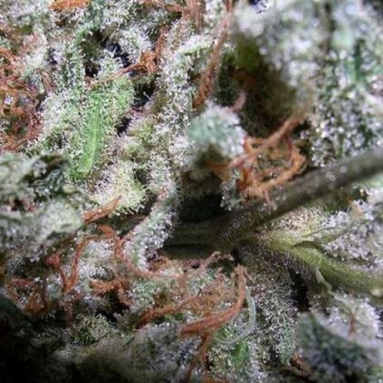 Collection pack Indica champions Paradise Seeds