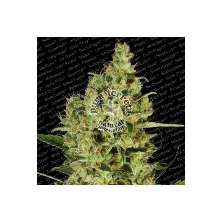 Delahaze Paradise Seeds