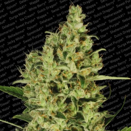Delahaze Paradise Seeds