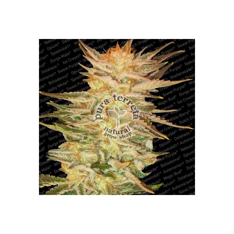 Ice Cream Paradise Seeds
