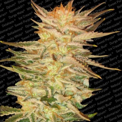Ice Cream Paradise Seeds