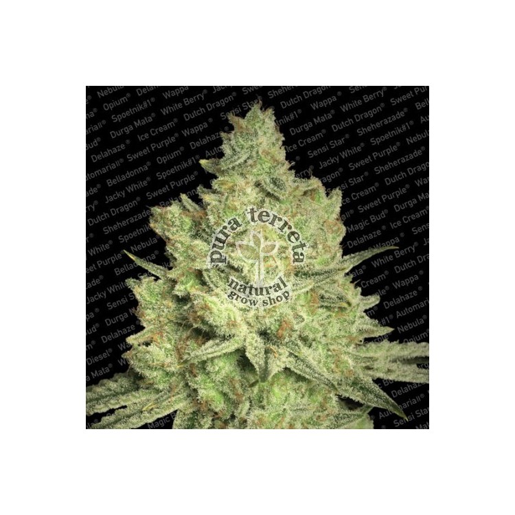 Jacky White Paradise Seeds