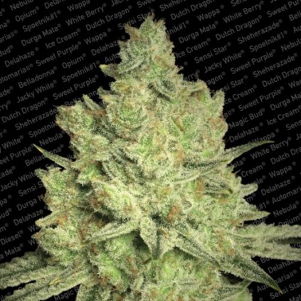 Jacky White Paradise Seeds