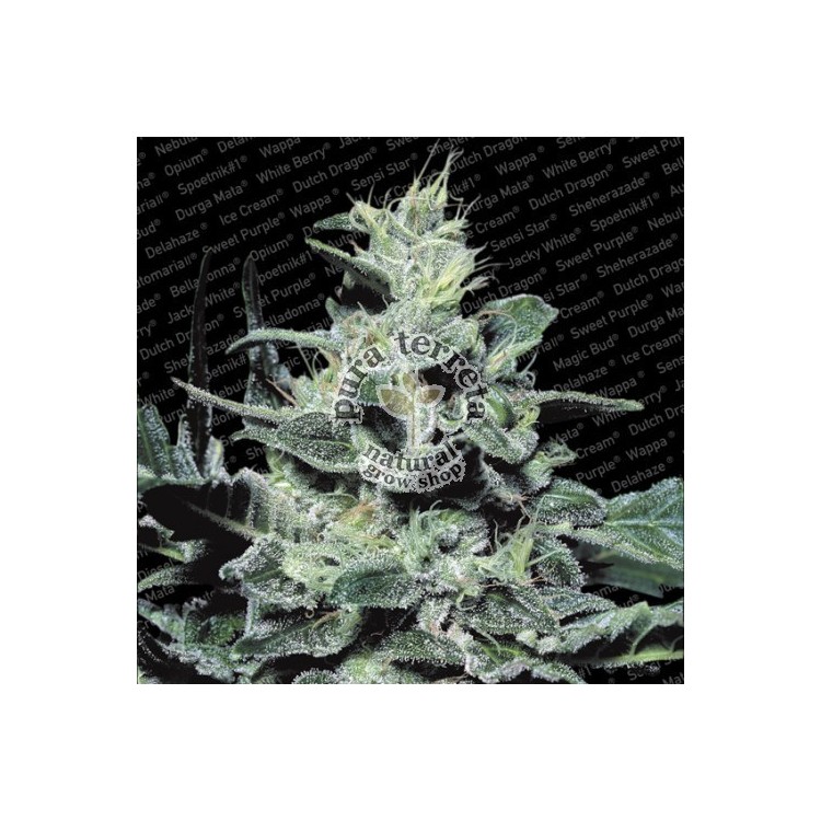 Nebula Paradise Seeds