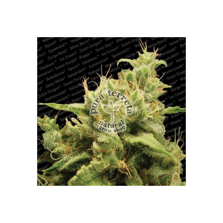 Opium Paradise Seeds