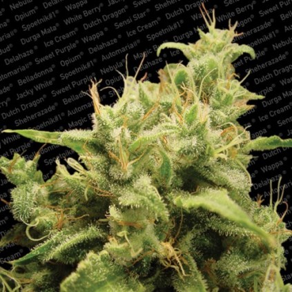 Opium Paradise Seeds