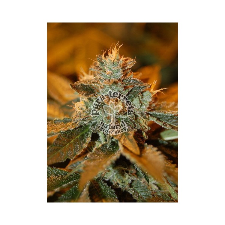 Cataract Kush Dna Genetics