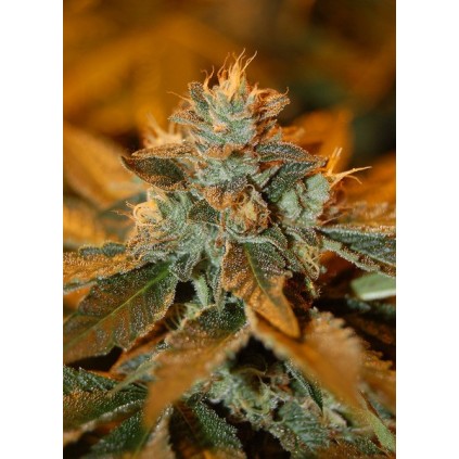 Cataract Kush Dna Genetics
