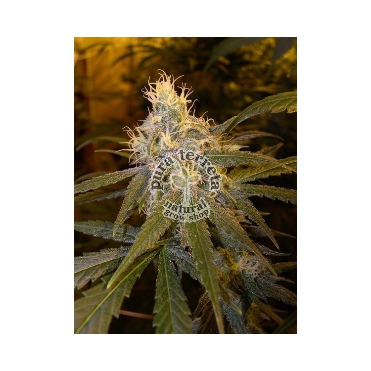 Chocolope Dna Genetics