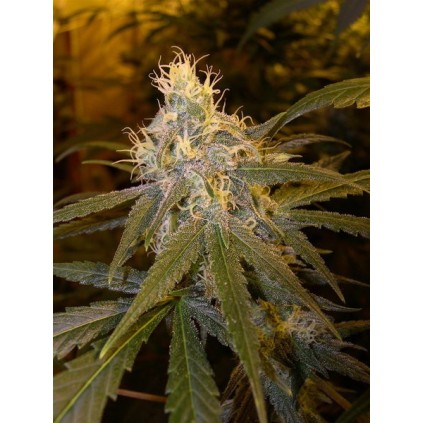 Chocolope Dna Genetics