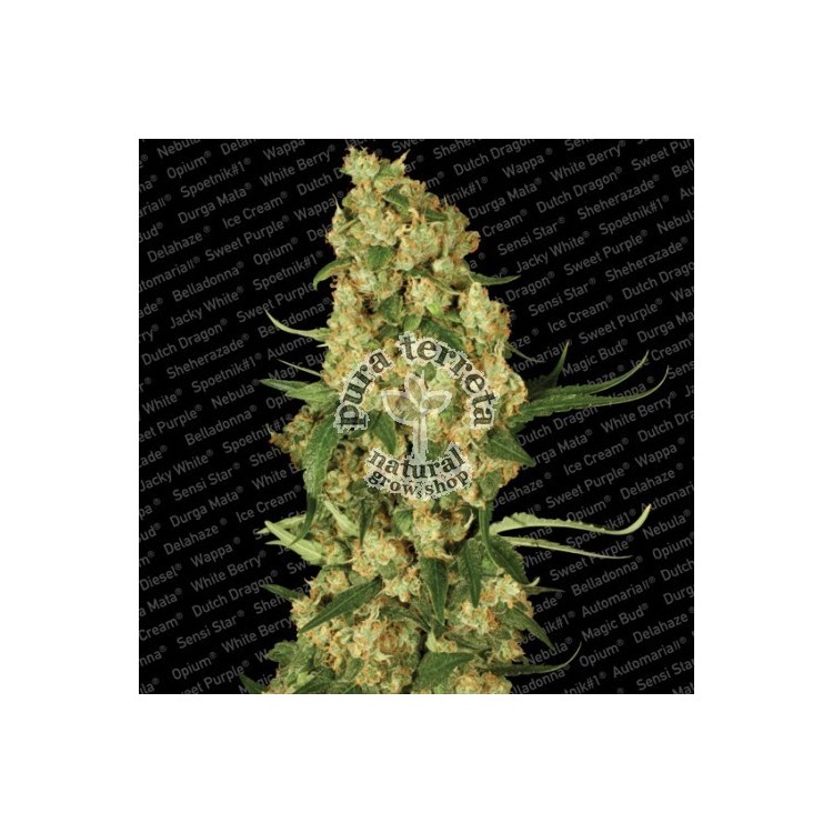 Wappa Paradise Seeds