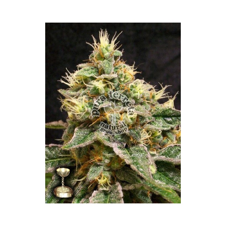 Confidential Cheese Dna Genetics