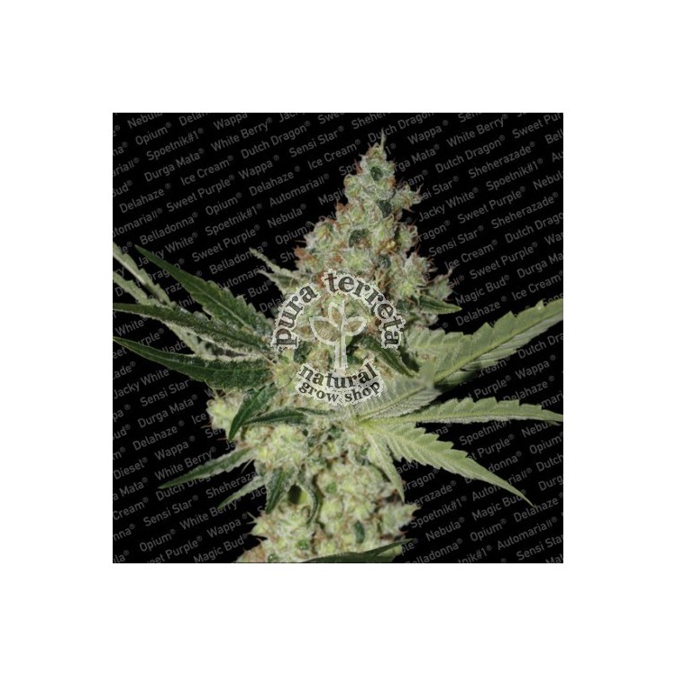 Acid Paradise Seeds