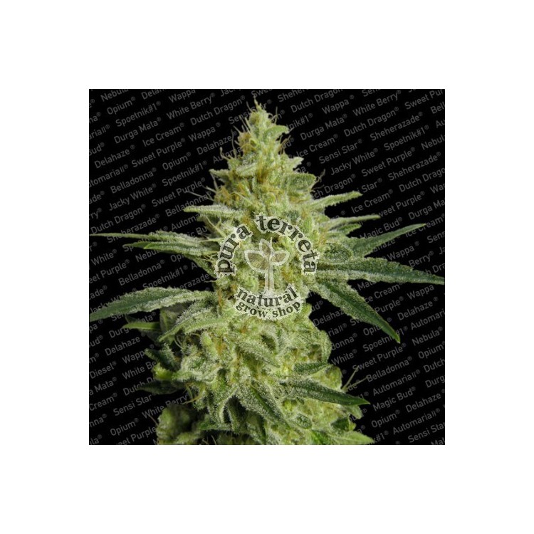 Allkush Paradise Seeds